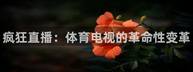 833足球直播比赛在线观看